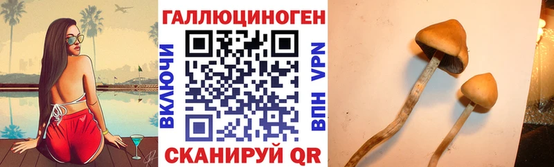 darknet какой сайт Новоуральск Псилоцибиновые грибы Cubensis